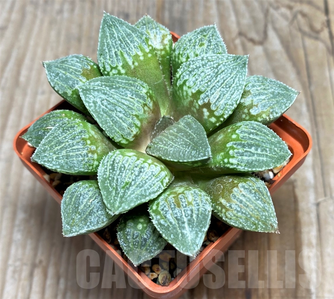 SHPR14484 Haworthia HWX-28 'Ginsekai' x (Haworthia 'Himedono' x wimii) – Image 2