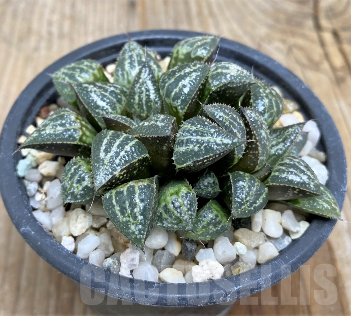 SHPR14485 Haworthia 'Yuki Keshiki' – Image 2