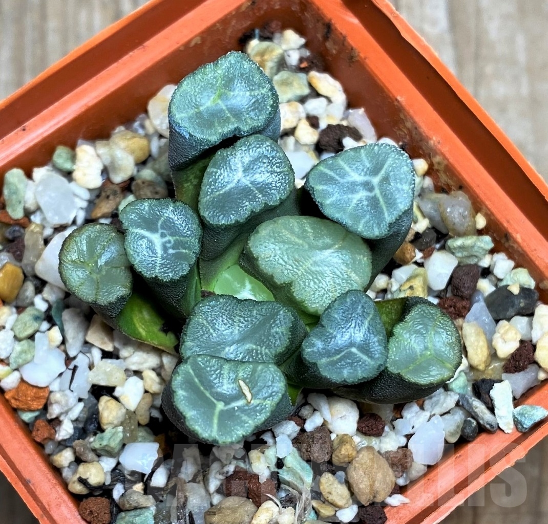 SHPR14488 Haworthia maughanii -Japan-