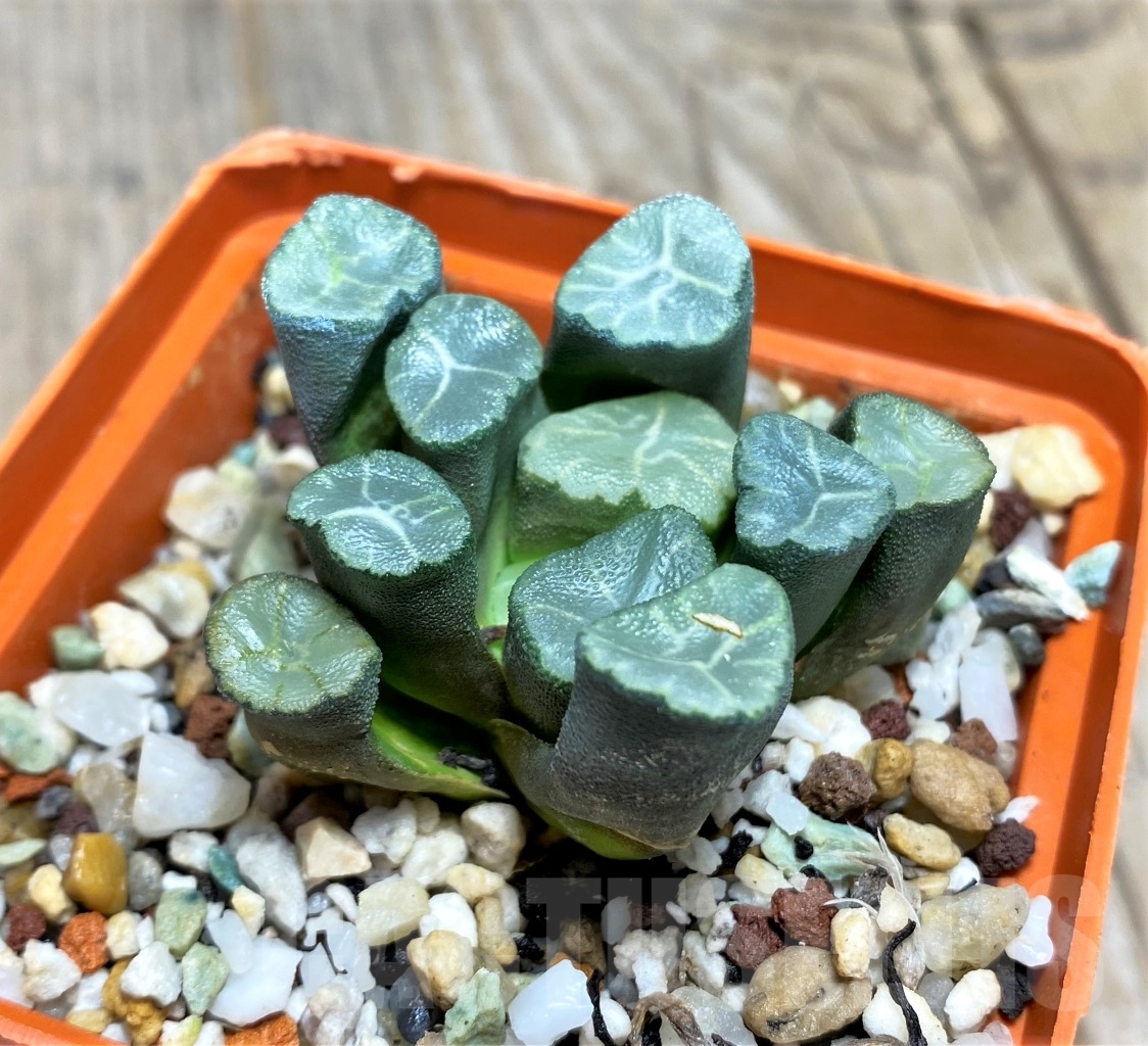 SHPR14488 Haworthia maughanii -Japan- - Image 2