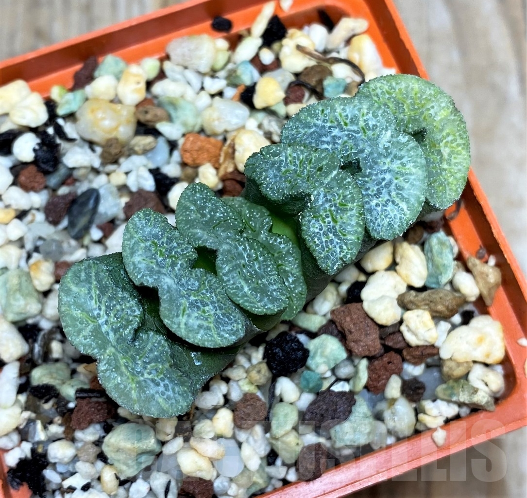 SHPR14489 Haworthia truncata -Japan-