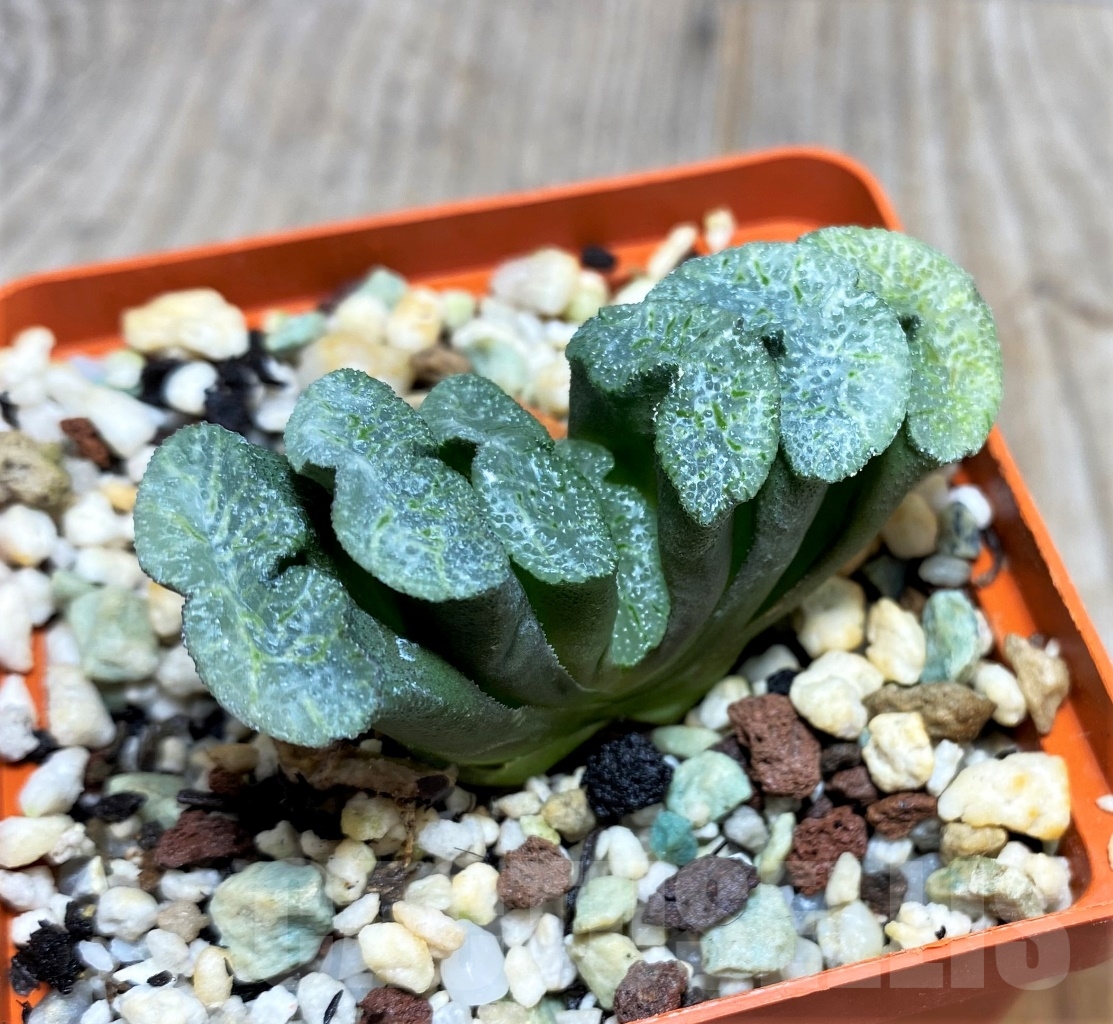 SHPR14489 Haworthia truncata -Japan- - Image 2