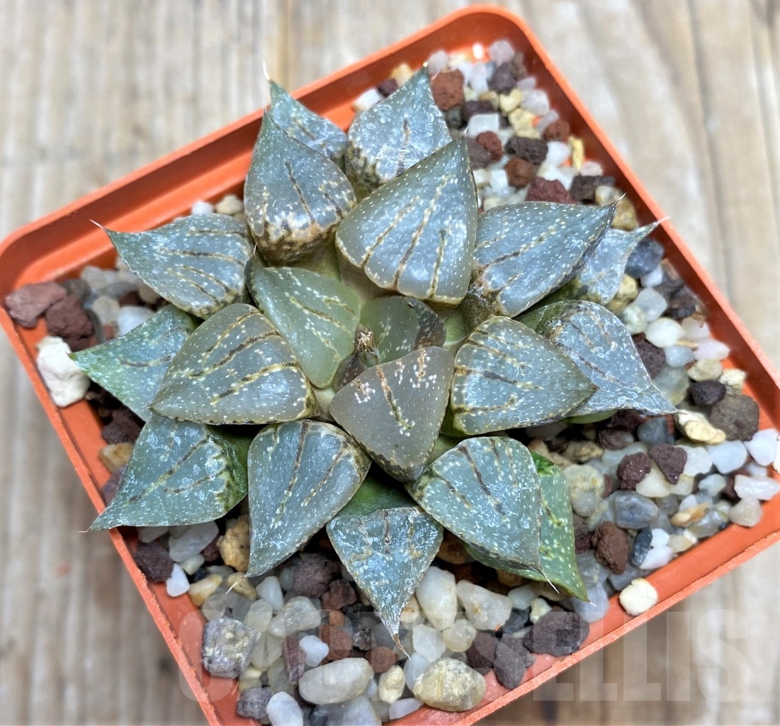 SHPR14491 Haworthia emelyae hybrid