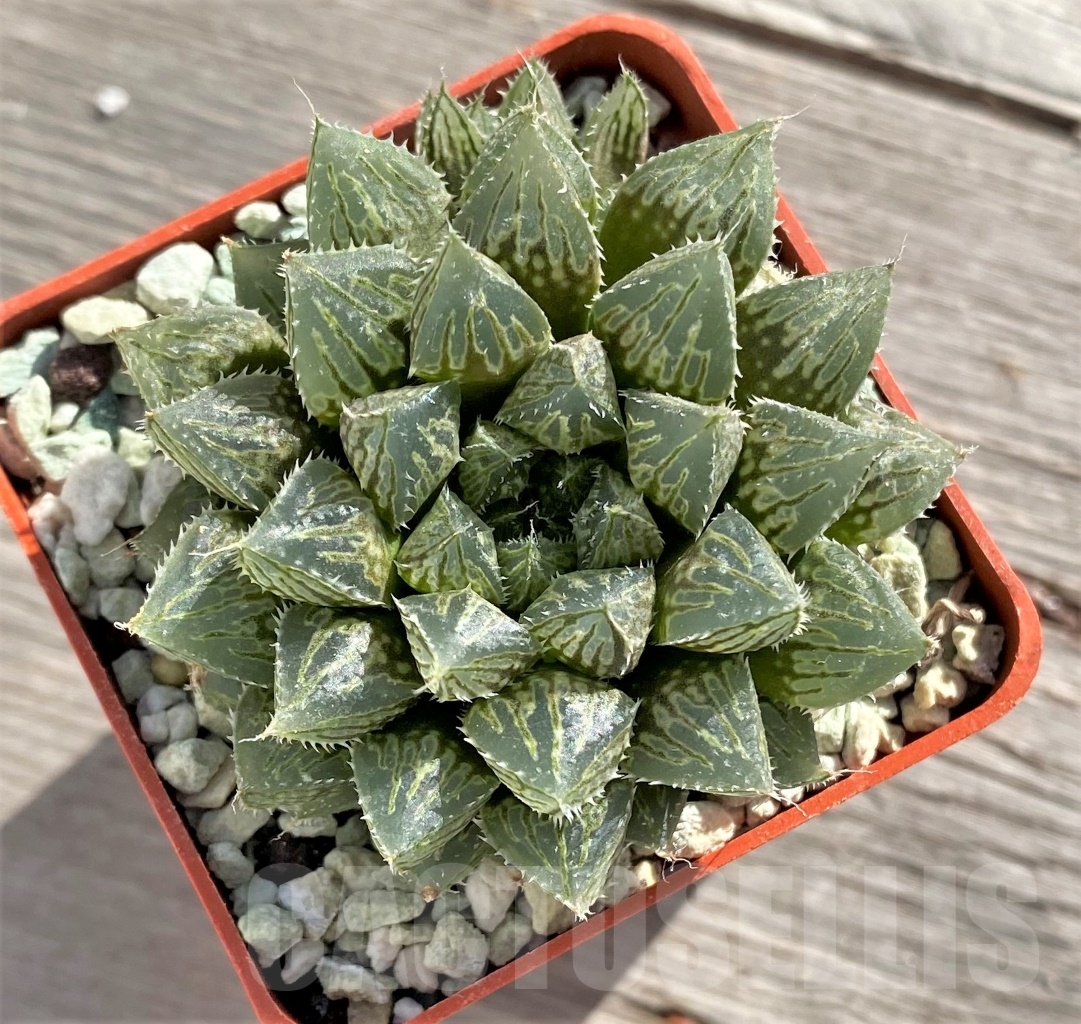 SHPR14492 Haworthia 'Mirror ball' - Image 2
