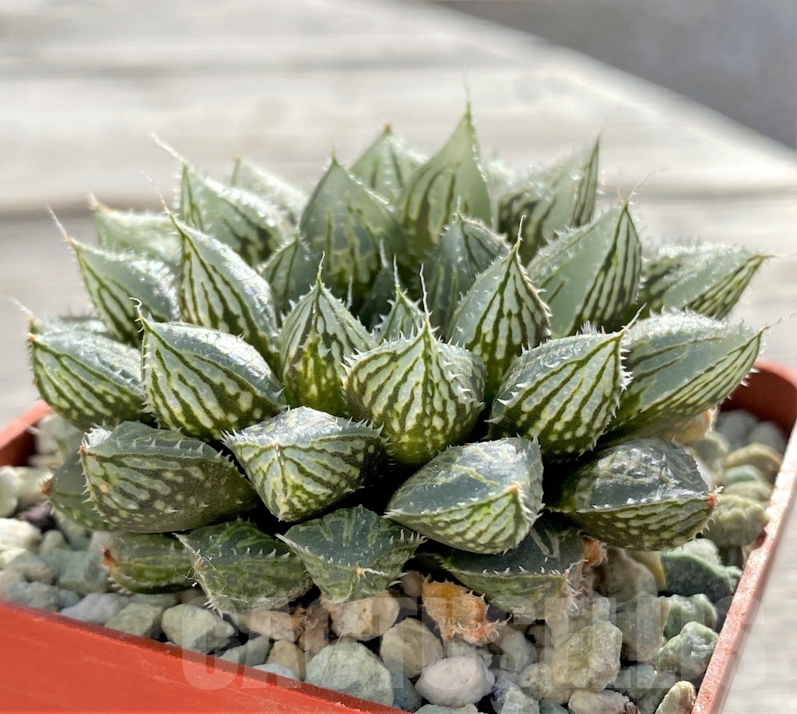 SHPR14492 Haworthia 'Mirror ball'