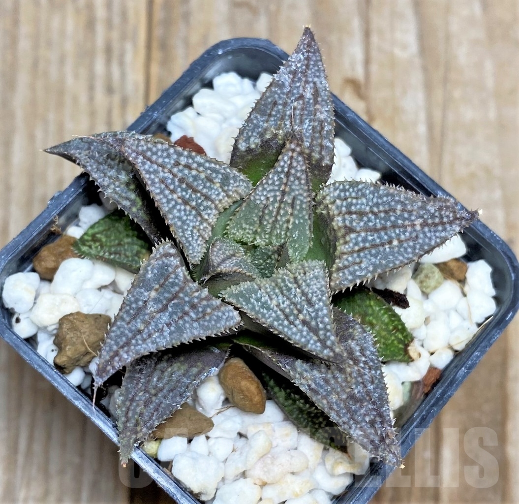 SHPR14500 Haworthia wimii x splendens