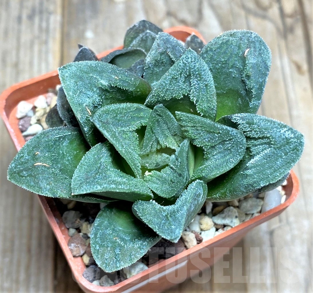 SHPR14501 Haworthia 'Tiger Pygmaea' no variegata