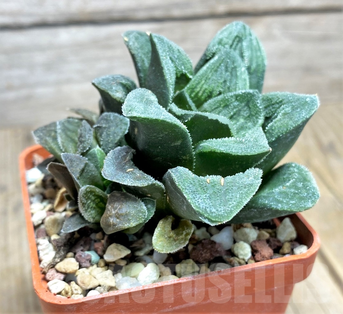 SHPR14501 Haworthia 'Tiger Pygmaea' no variegata - Image 2