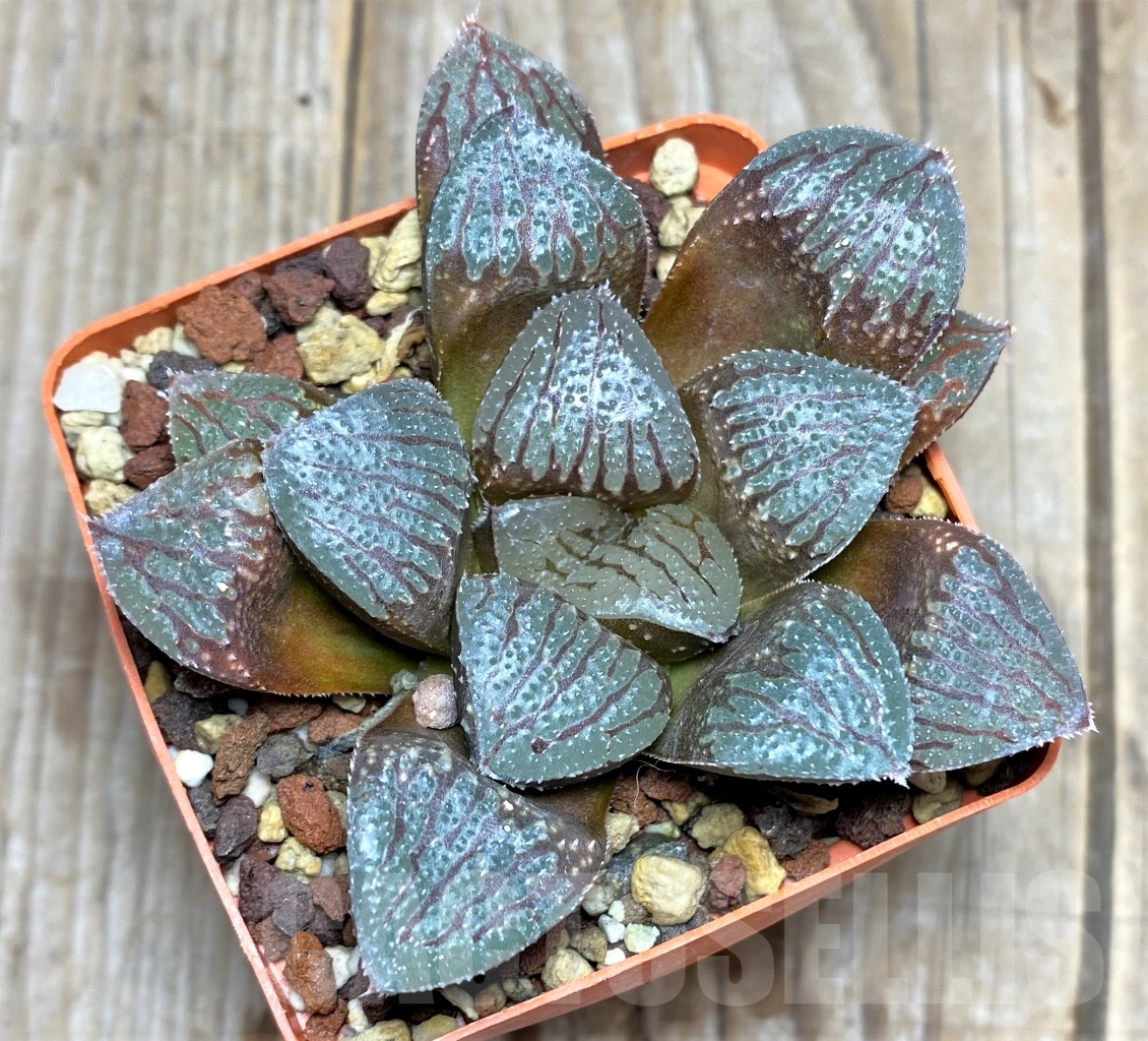SHPR14502 Haworthia 'Kegazato' x springbokvlakensis