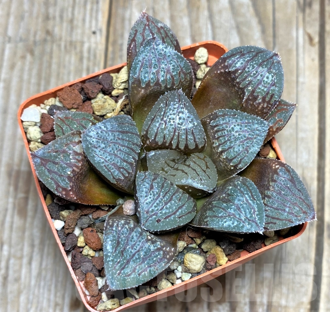 SHPR14502 Haworthia 'Kegazato' x springbokvlakensis - Image 2