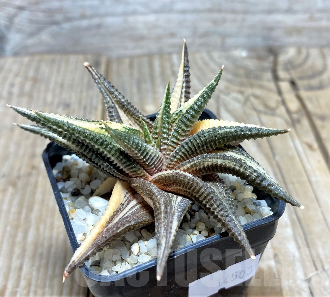 SHPR14503 Haworthia limifolia f. variegata - Image 2