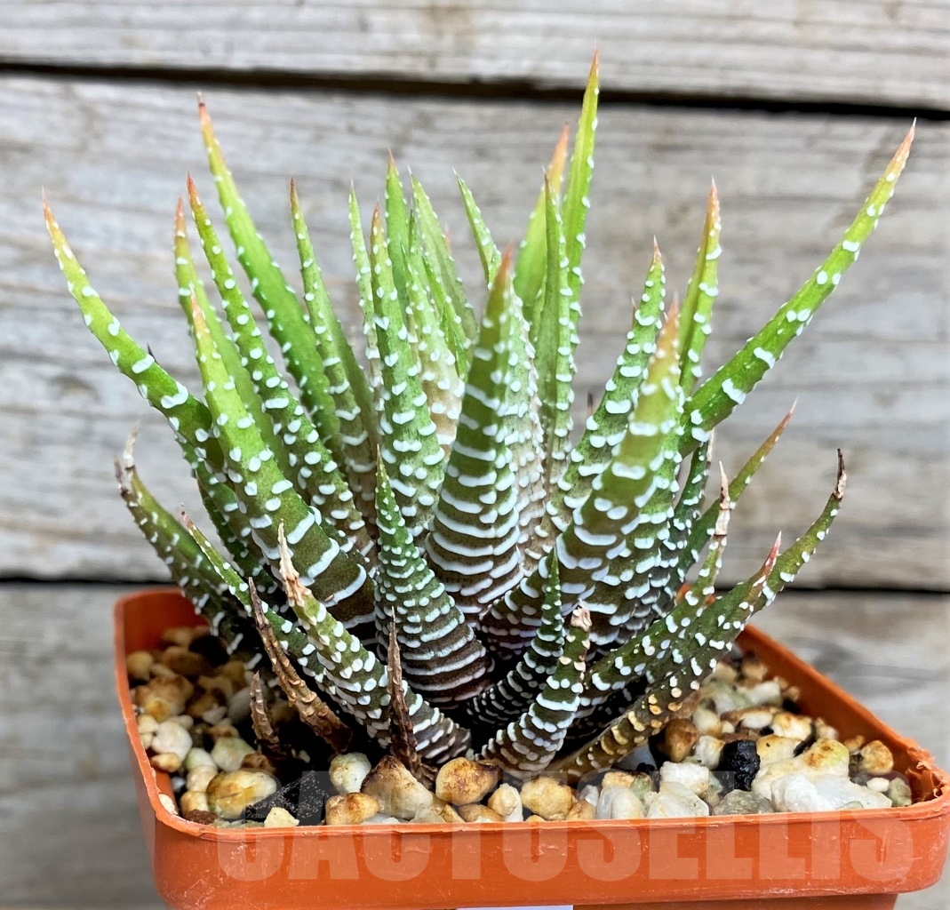 SHPR14504 Haworthia attenuata v.chlorofilarm