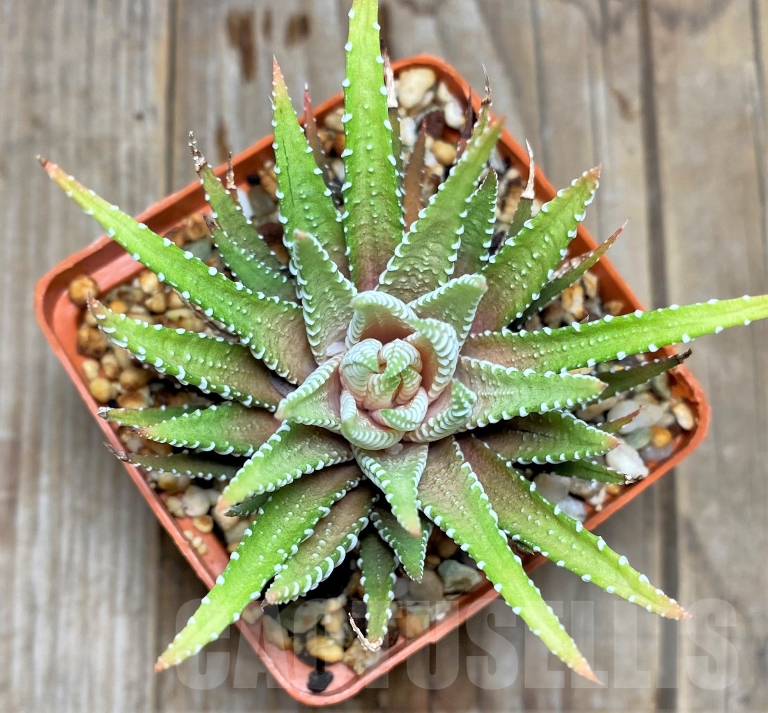 SHPR14504 Haworthia attenuata v.chlorofilarm - Image 2
