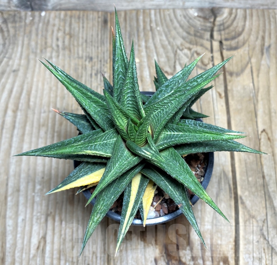 SHPR14509 Haworthia limifolia hybrid f. variegata - Image 2