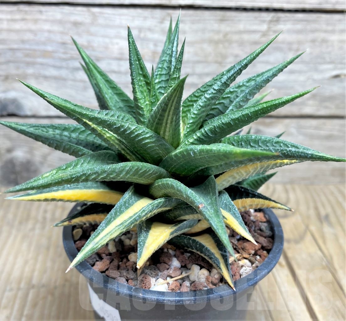 SHPR14509 Haworthia limifolia hybrid f. variegata