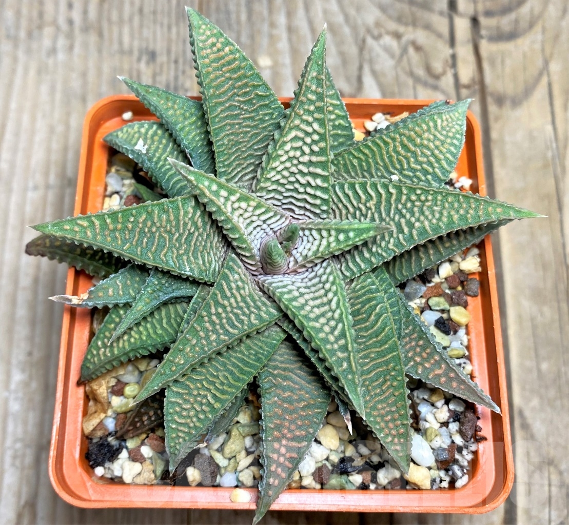 SHPR14510 Haworthia limifolia v. stricta x koelmaniorum -Japan-