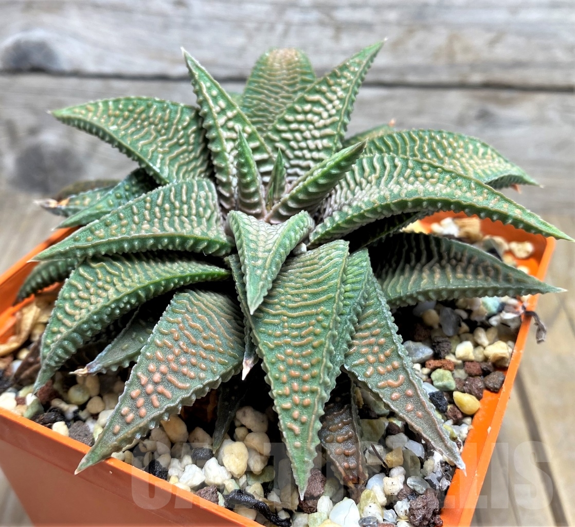 SHPR14510 Haworthia limifolia v. stricta x koelmaniorum -Japan- - Obrázek 2