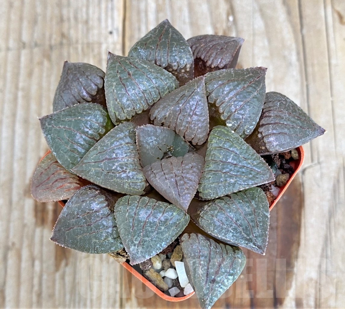 SHPR14512 Haworthia 'Murasaki Taiyo' hybrid