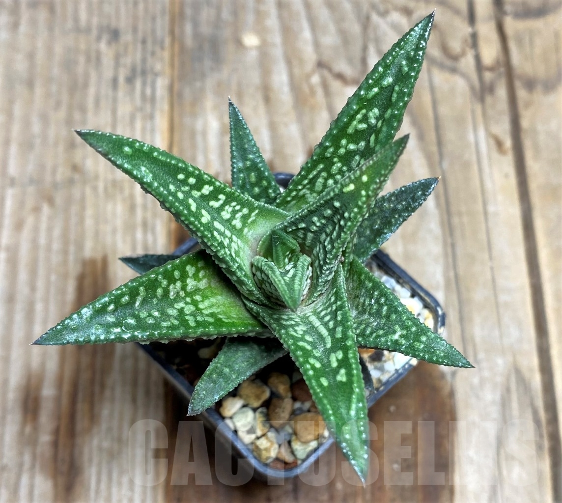 SHPR14511 Haworthia marginata x nigra
