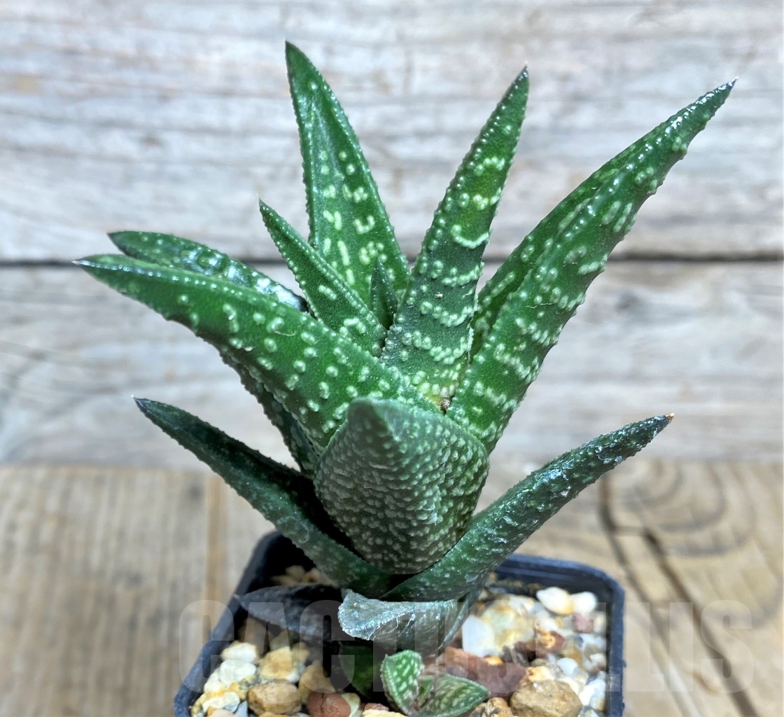 SHPR14511 Haworthia marginata x nigra - Image 2
