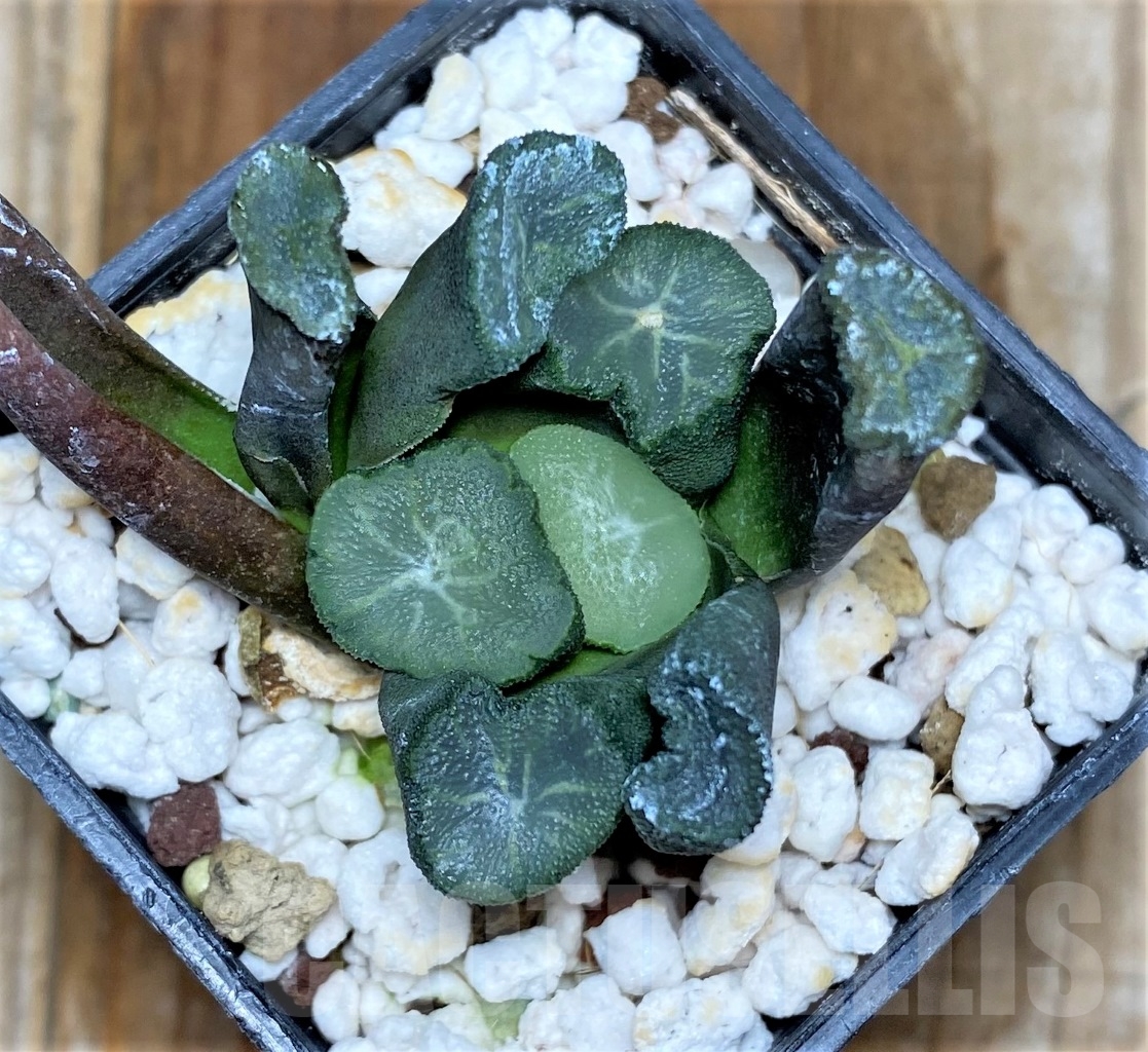 SHPR14515 Haworthia maughanii -Japan- - immagine 2