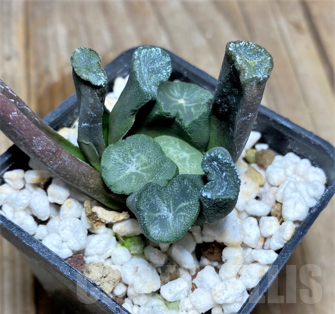 SHPR14515 Haworthia maughanii -Japan- - immagine 3