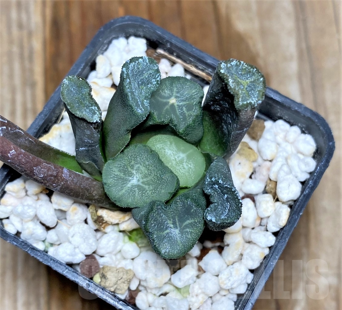 SHPR14515 Haworthia maughanii -Japan-