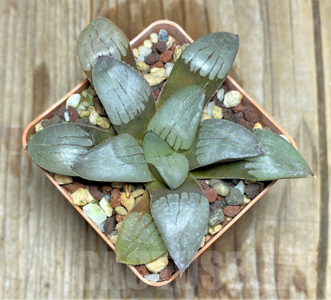 SHPR14516 Haworthia springbokvlakensis