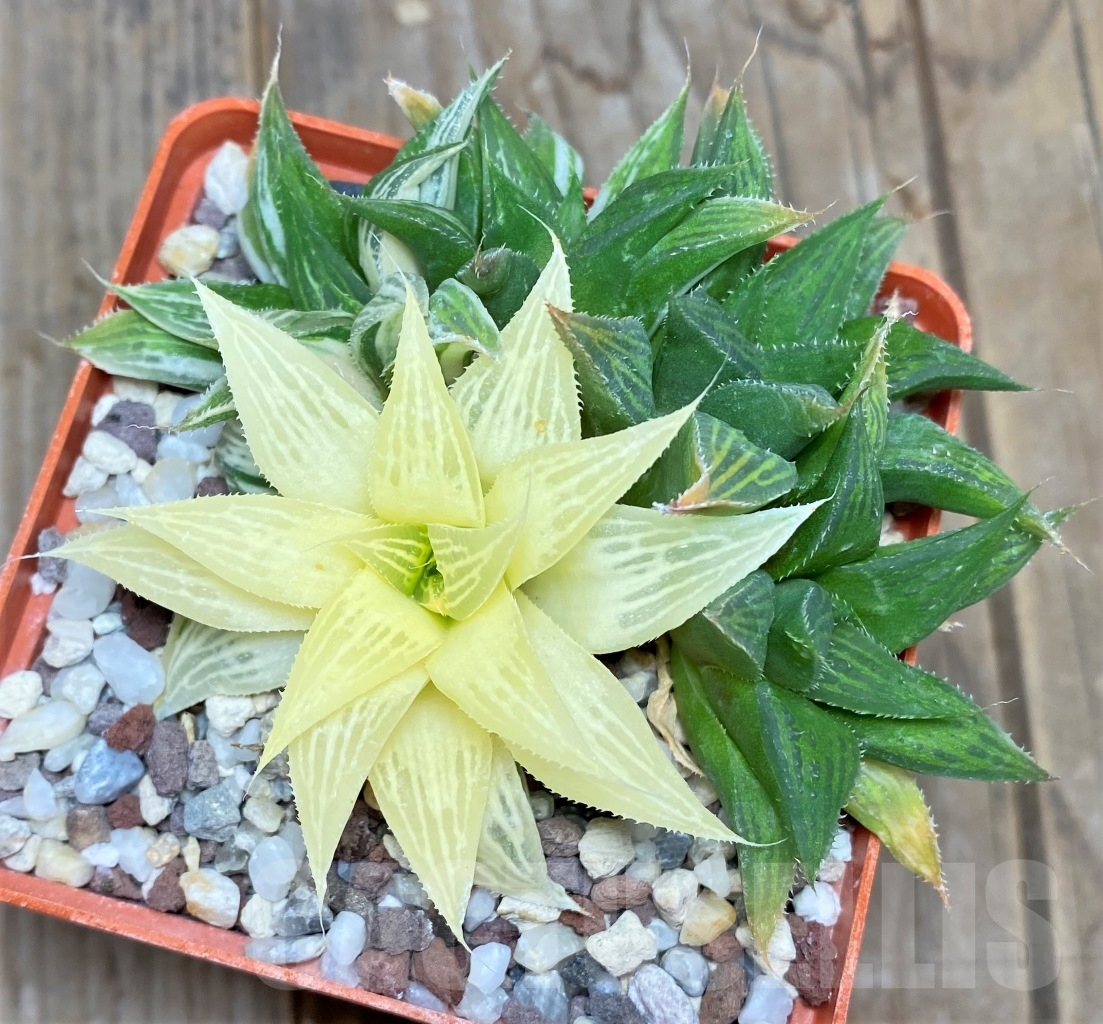 SHPR14519 Haworthia 'Maya Nishiki' – Bild 2