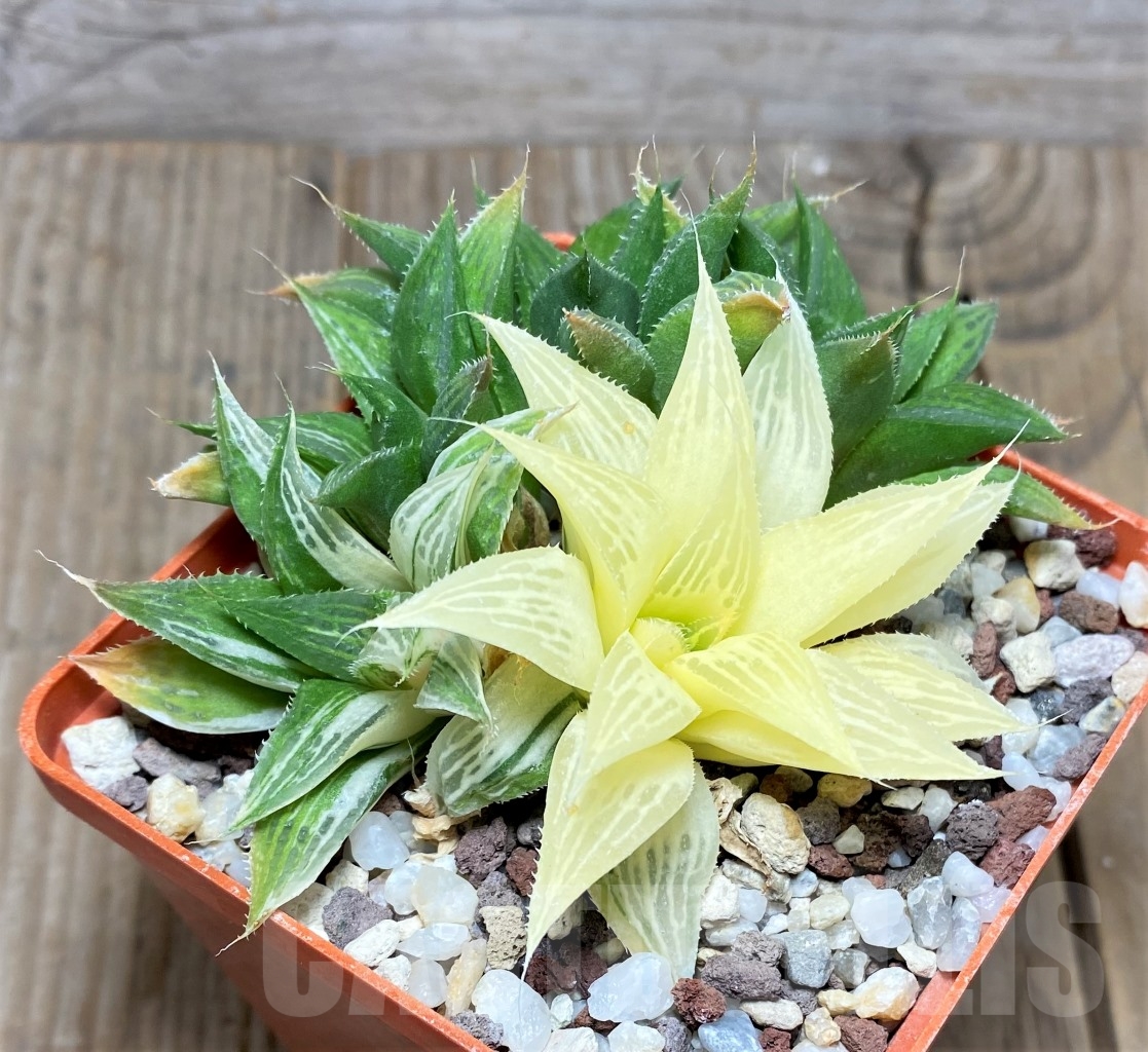 SHPR14519 Haworthia 'Maya Nishiki'