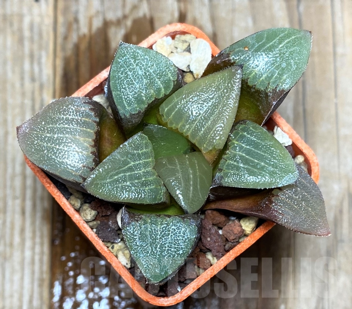 SHPR14521 Haworthia bayeri -Japan-