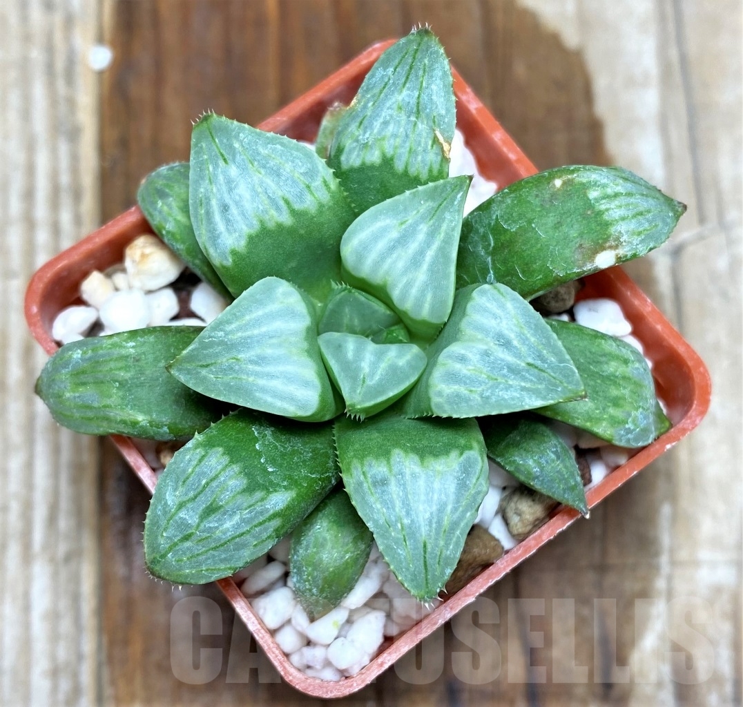 SHPR8695 Haworthia mutica 'Byakuya'