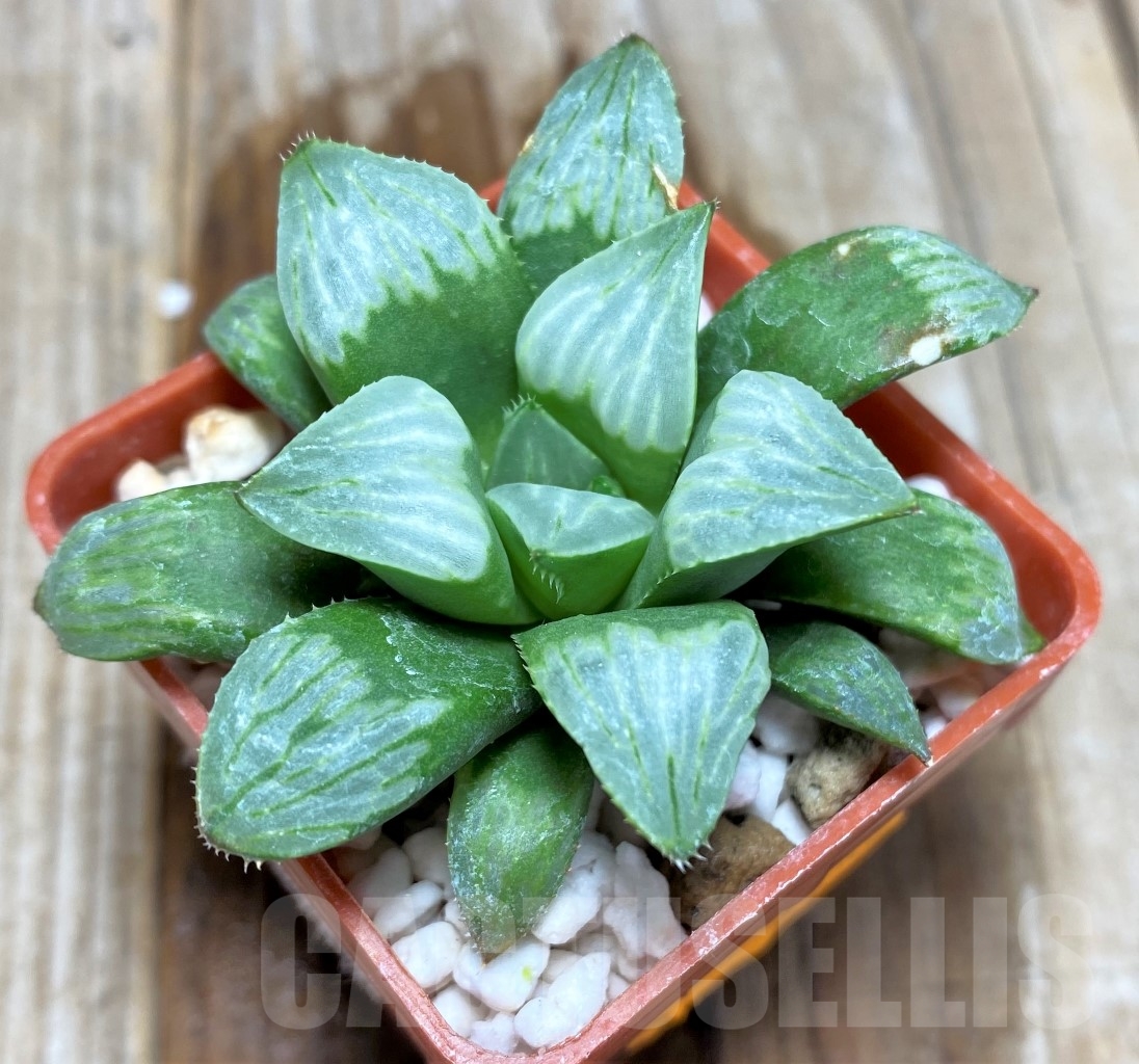 SHPR8695 Haworthia mutica 'Byakuya' - Image 2