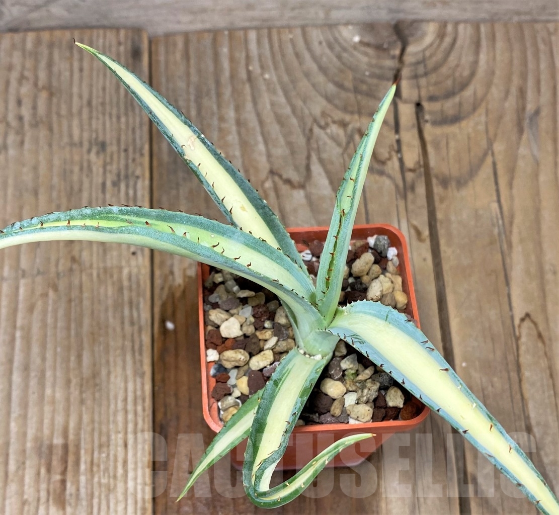 SHPR14524 Agave guiengola ‘Mediopicta’ - Image 2
