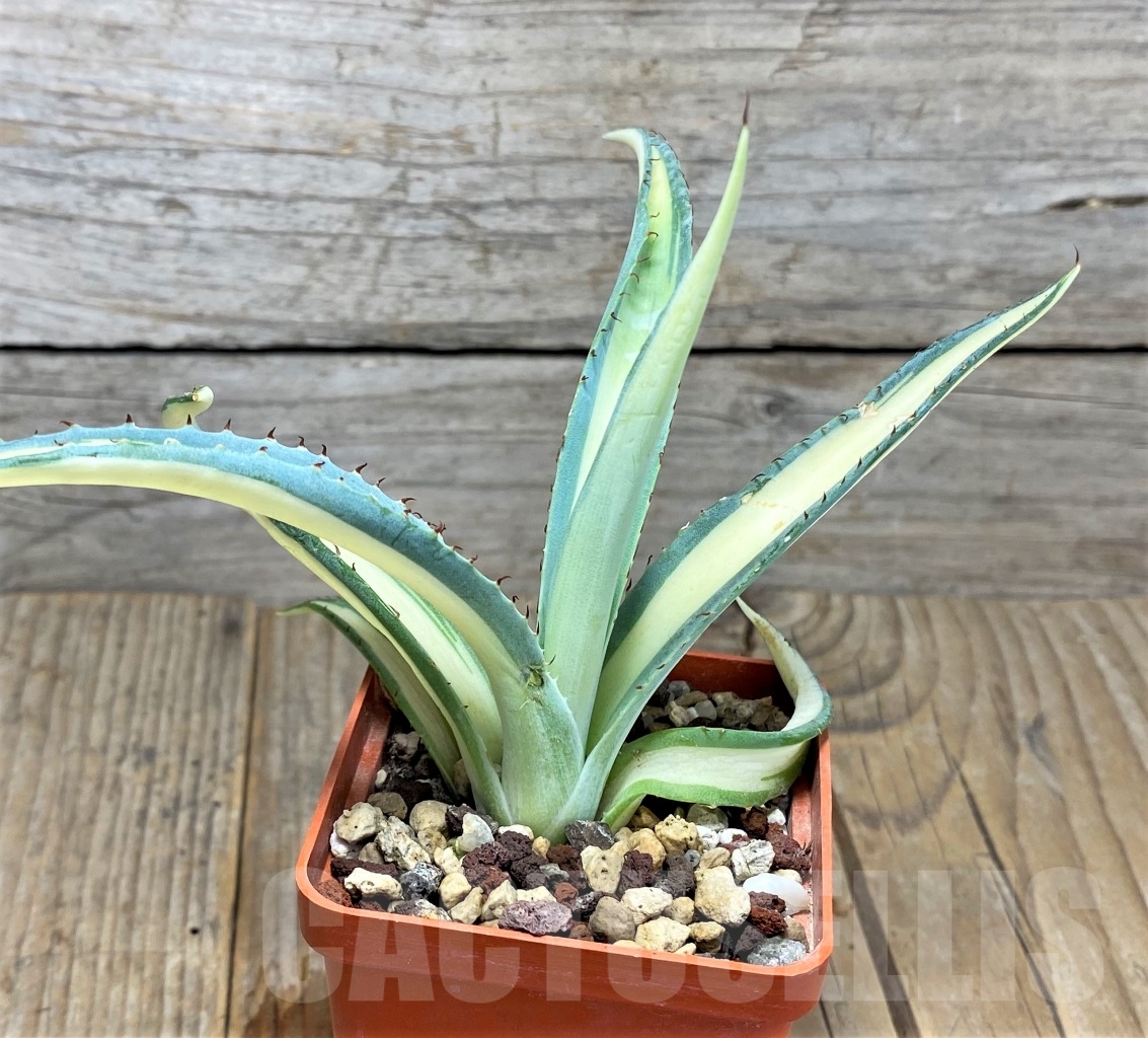 SHPR14524 Agave guiengola ‘Mediopicta’ - Image 3