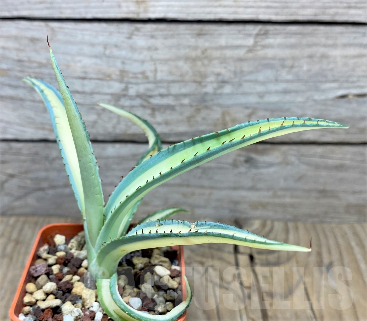 SHPR14524 Agave guiengola ‘Mediopicta’