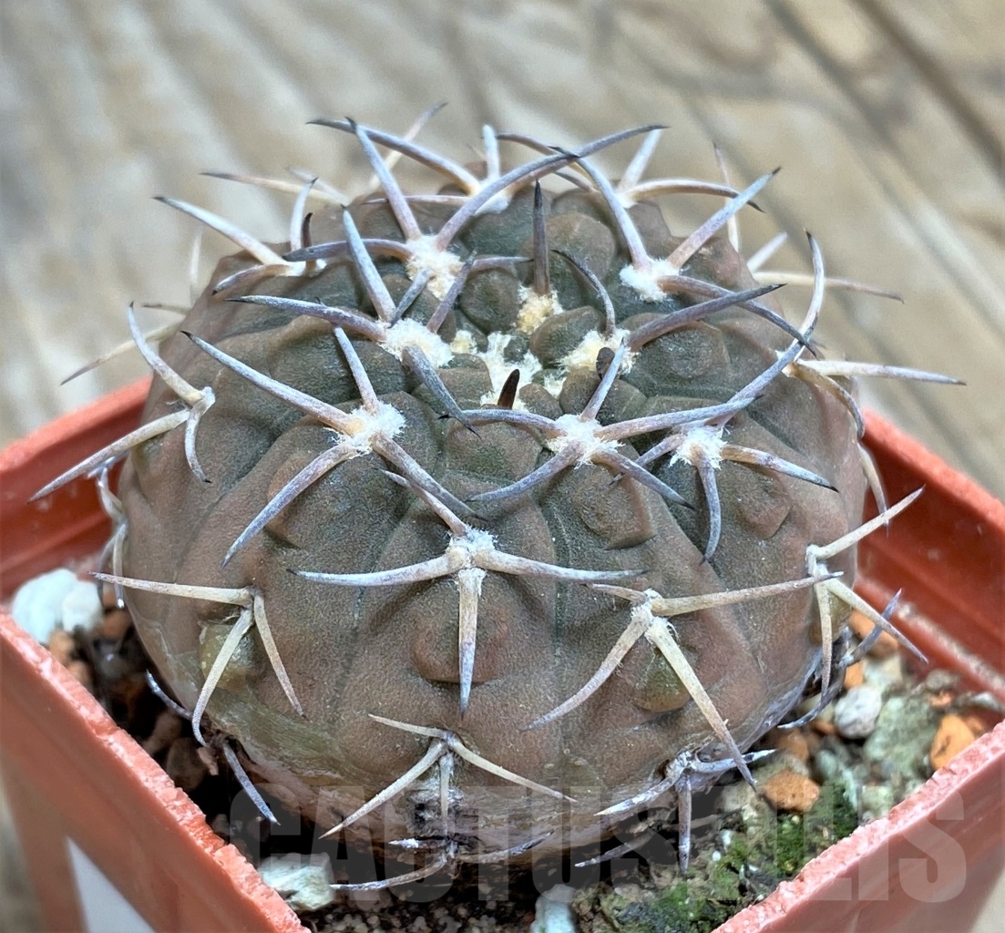 SHPR14526 Gymnocalycium riojense v. paucispinum - immagine 2