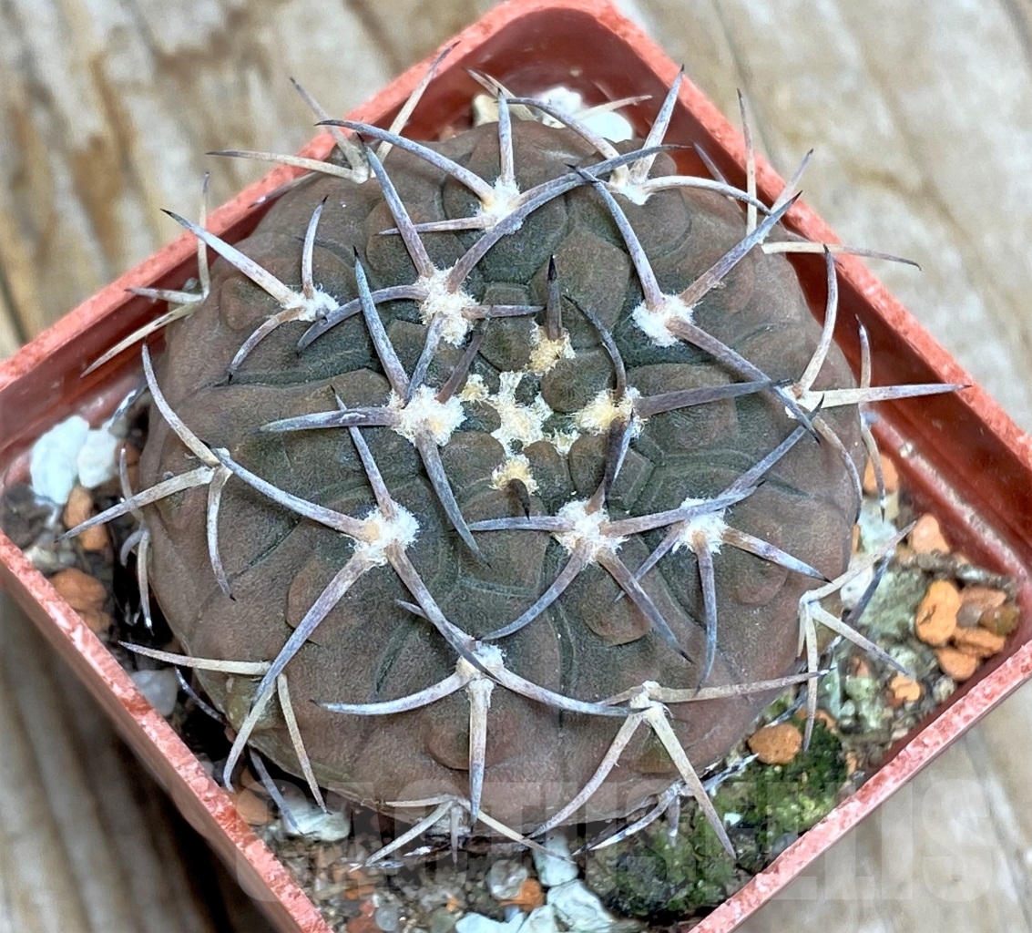 SHPR14526 Gymnocalycium riojense v. paucispinum