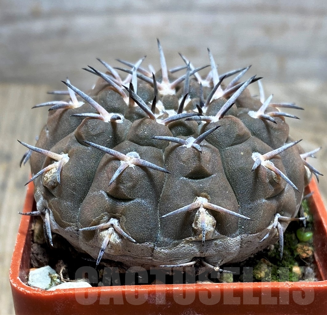 SHPR14527 Gymnocalycium riojense v. paucispinum - Image 2