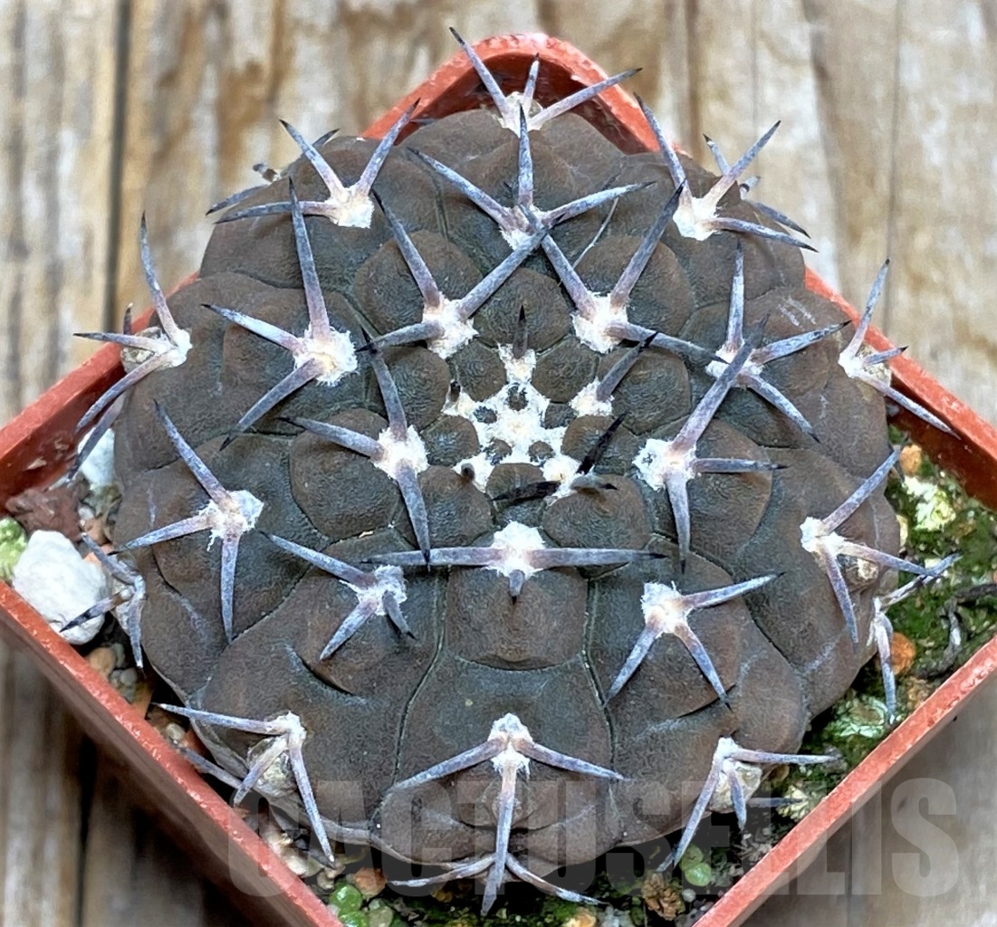 SHPR14527 Gymnocalycium riojense v. paucispinum