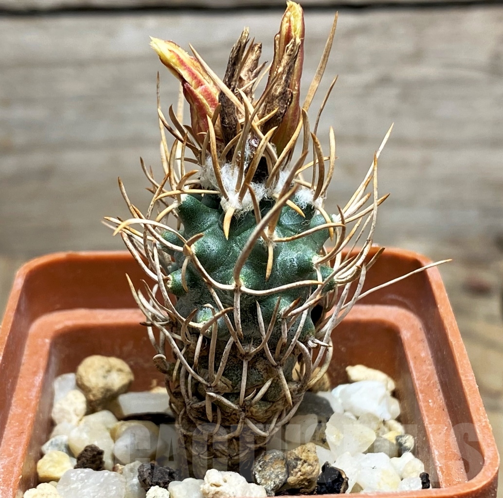 SHPR14536 Turbinicarpus flaviflorus