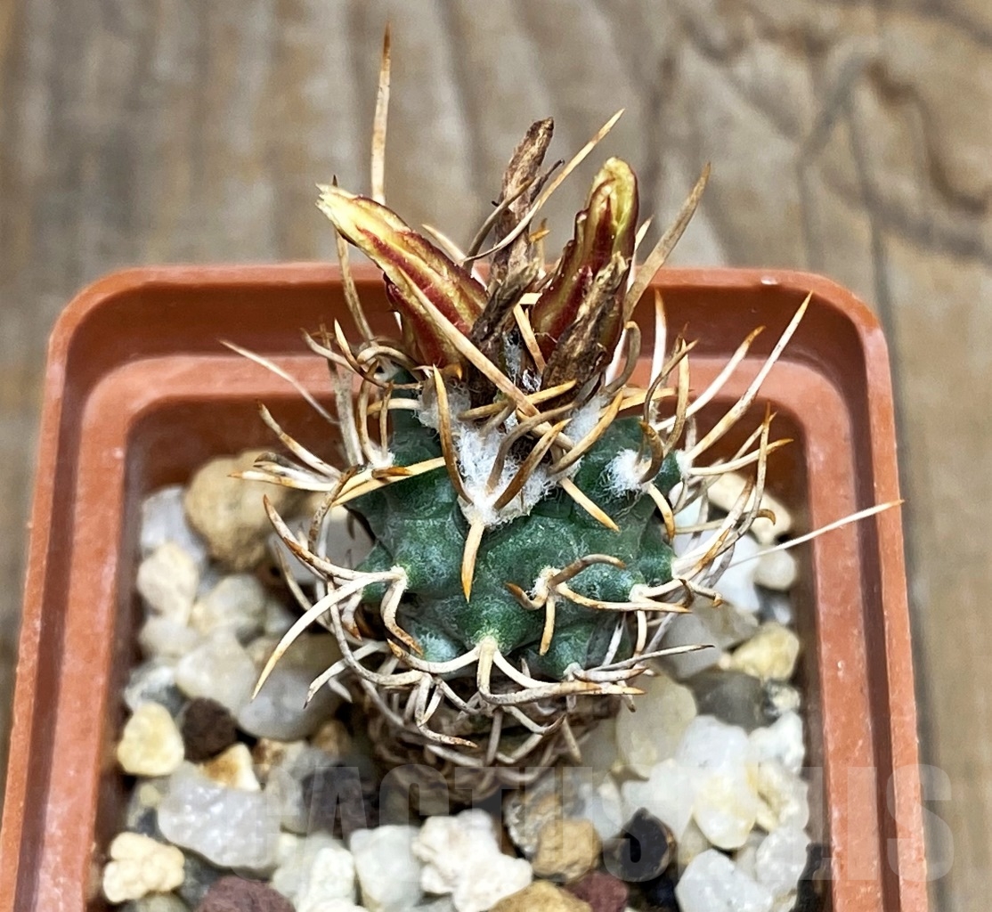 SHPR14536 Turbinicarpus flaviflorus - immagine 2