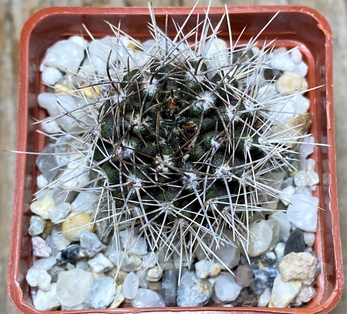 SHPR14537 Pyrrocactus ebeneacanthus - Image 2
