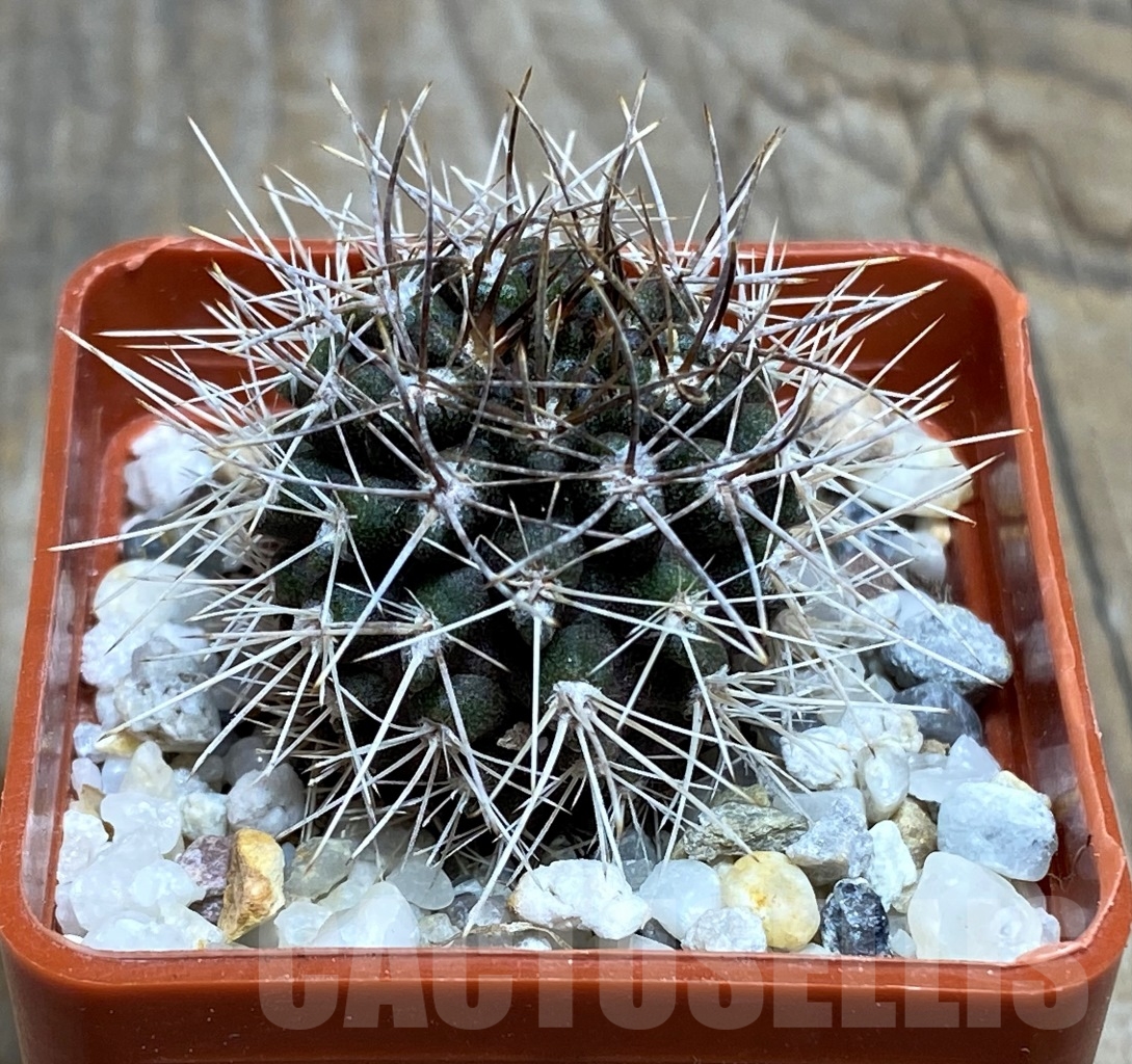 SHPR14537 Pyrrocactus ebeneacanthus - Image 3