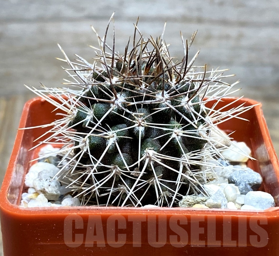 SHPR14537 Pyrrocactus ebeneacanthus