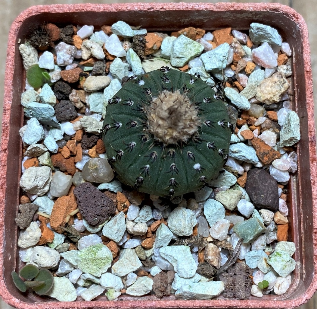 SHPR14540 Frailea asteroides - immagine 2