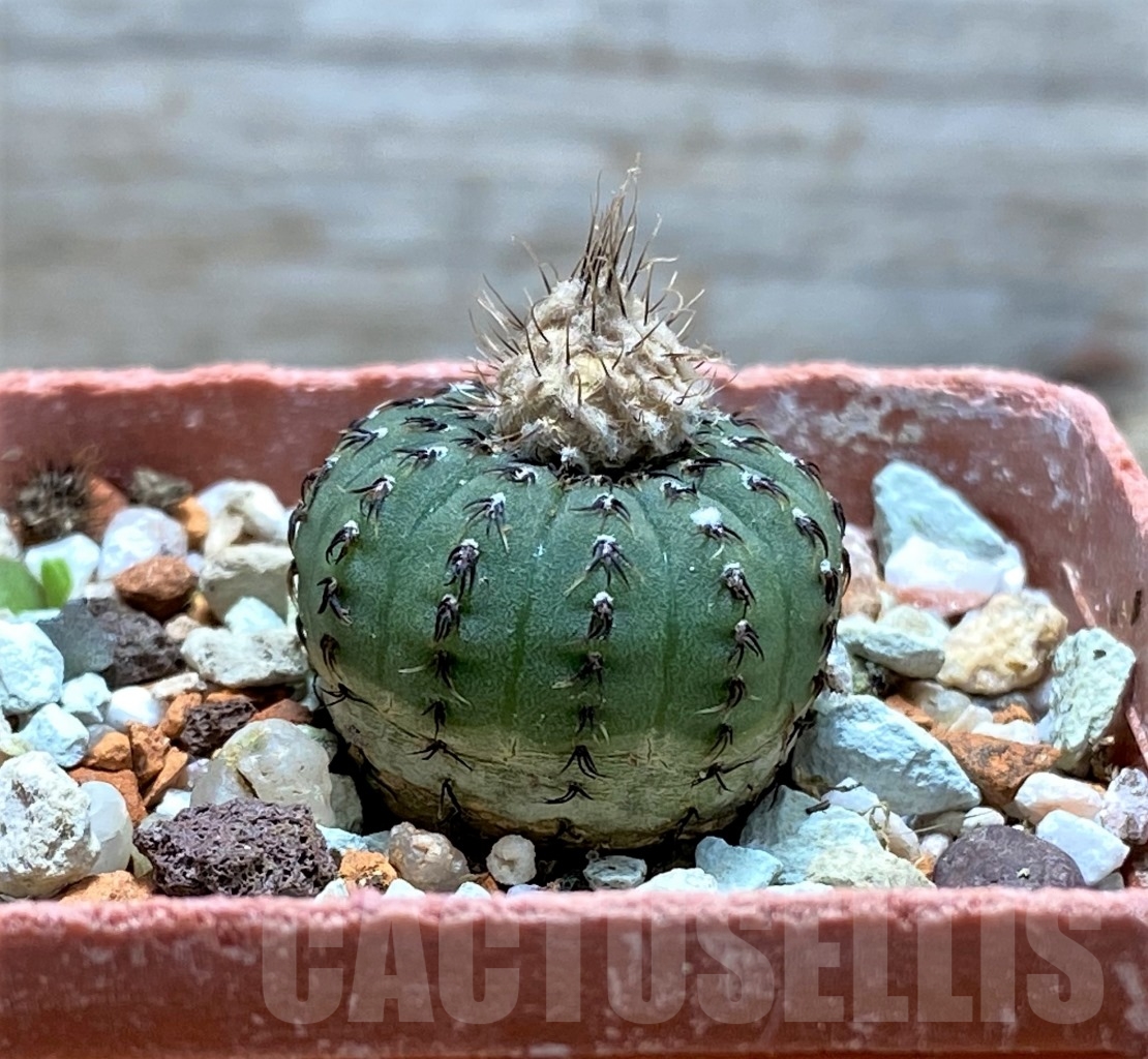 SHPR14540 Frailea asteroides