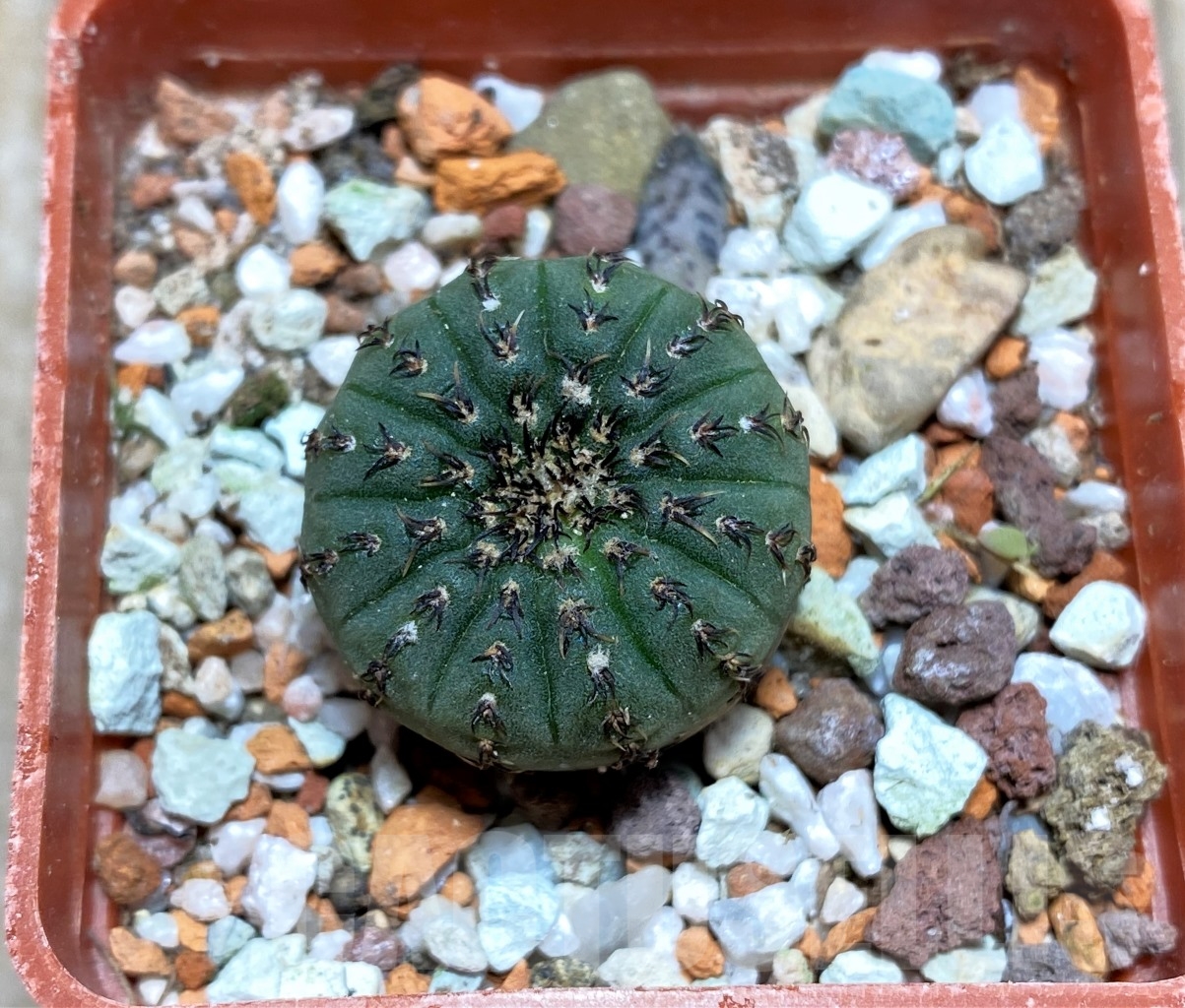 SHPR14541 Frailea asteroides - immagine 2