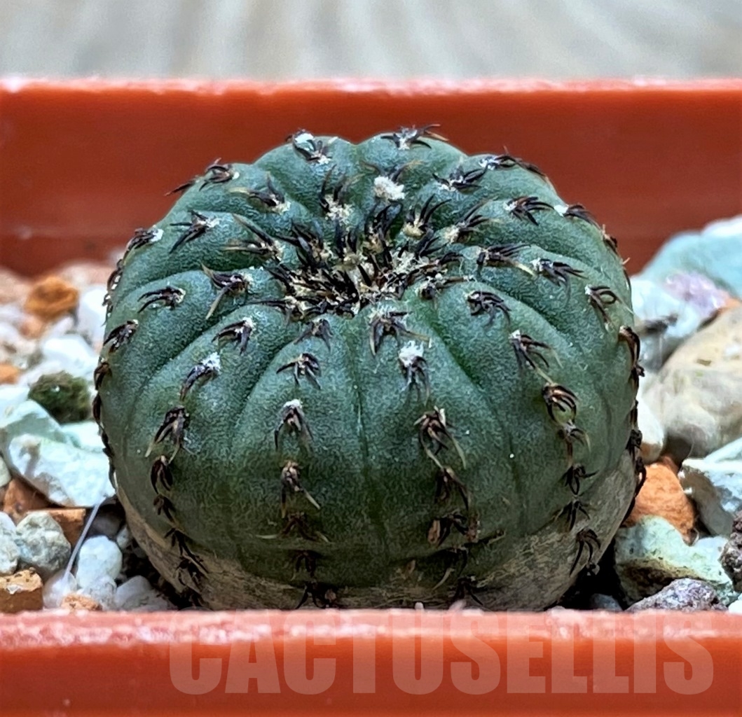 SHPR14541 Frailea asteroides