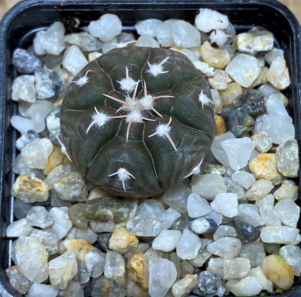 SHPR14542 Gymnocalycium prochazkianum - immagine 2